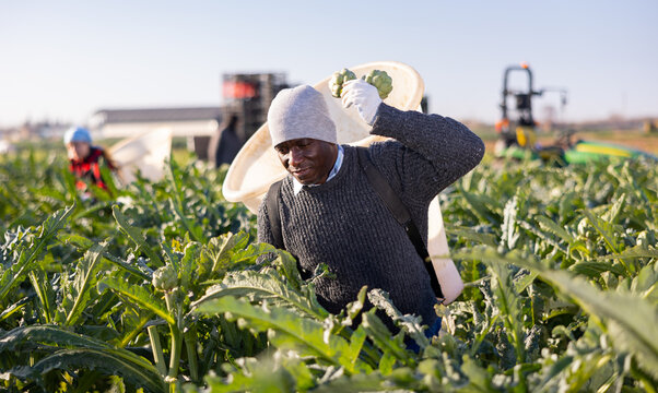 African-american man gathering artichokes and filling large container on his back while working on plantation.
