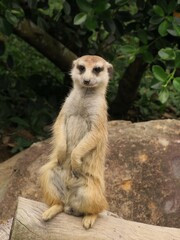 Fototapeta premium meerkat on guard