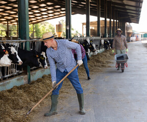 Portrait of focused busy man working in cowshed, preparing hay for cows in livestock stall