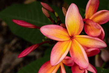 Close Up of Vibrant Pink and Yellow Plumeria Flower