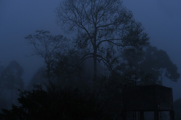 The trees are covered with fog in winter
