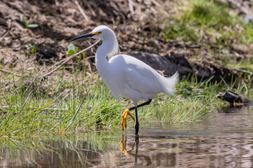 Snowy Egret on a pond with cattails