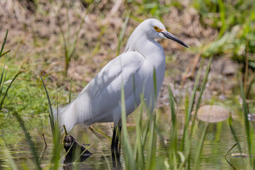 Snowy Egret on a pond with cattails
