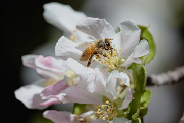 bee on an apple blossom in the spring