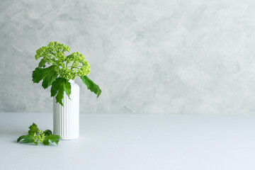 植物　花　ビバーナム　花瓶　背景素材　コピースペース　コンクリート壁