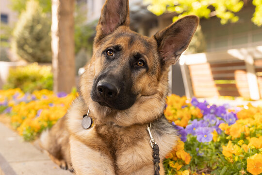 8-month old German Shepherd laying down and looking quizzically at the camera. Yellow and purple flowers are seen behind him.