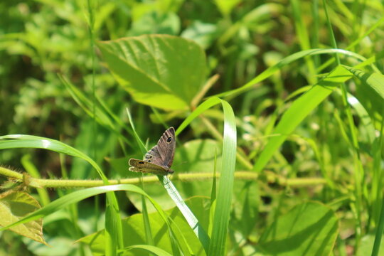 「ミスキート族」の画像 791 件の Stock 写真、ベクターおよびビデオ Adobe Stock