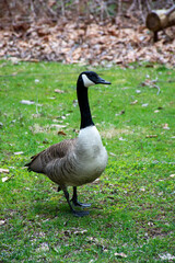 The Goose V