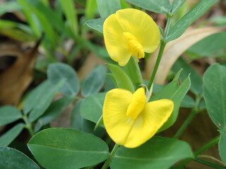 Arachis pintoi, the Pinto peanut flower bloom in the garden with blurredbackground. Pinto peanut is a type of legume that grows creeping (ground cover) above the soil surface. - obrazy, fototapety, plakaty