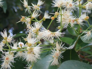 Red shoots (Syzygium myrtifolium) flower. It is a species of plant known as an ornamental plant belonging to the genus Syzygium. The flowers are compound flowers with a series of limited coral panicle