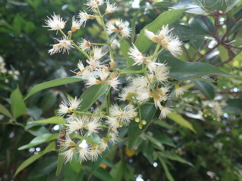 Red shoots (Syzygium myrtifolium) flower. It is a species of plant known as an ornamental plant belonging to the genus Syzygium. The flowers are compound flowers with a series of limited coral panicle