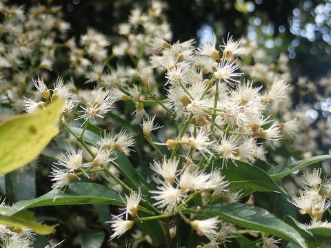 Red shoots (Syzygium myrtifolium) flower. It is a species of plant known as an ornamental plant belonging to the genus Syzygium. The flowers are compound flowers with a series of limited coral panicle