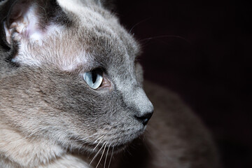 closeup of the profile of a gray cat with blue eyes
