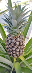 Fototapeta premium pineapple on the garden
