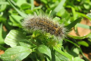 Woolly caterpillar on green plant in Florida wild