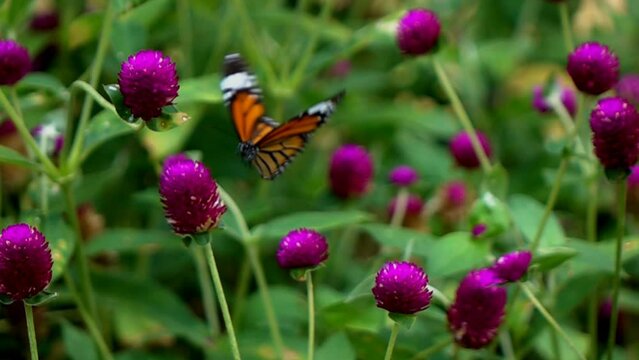 Slow motion of butterfly in the flowers garden