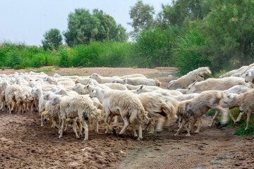 Fototapeta premium goats