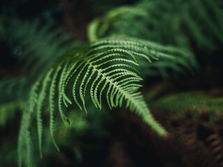 fern leaves