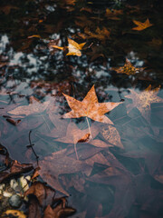 autumn leaves in water