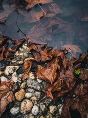 autumn leaves on the rocks