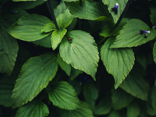 green leaves