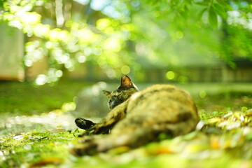 A tortoiseshell cat lying in Japanese garden at fresh green season