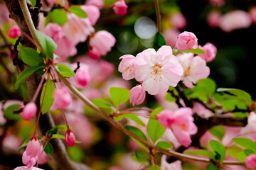 Obraz premium ハナカイドウ