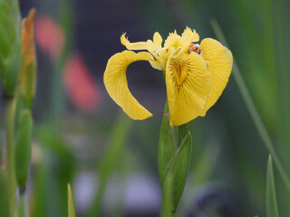 iris, yellow iris, flower. 