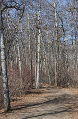 A Hiking Trail in the Spring