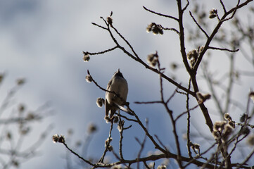 Black-capped chickadee on a tree