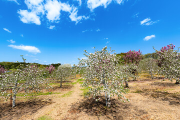 日本の果樹園　満開のリンゴの花