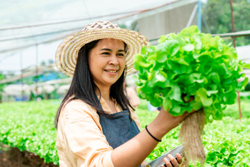 Asian woman who owns a hydroponic vegetable garden, green leafy vegetables that are safe from pesticides, a vegetable garden owner puts vegetables grown in water in a basket to sell..