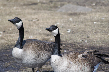 Canada Goose on the ground