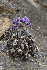 pulsatilla koreana on rock in spring