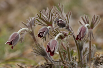 pulsatilla koreana in spring