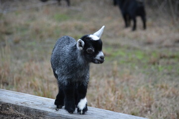young pygmy goat on farm