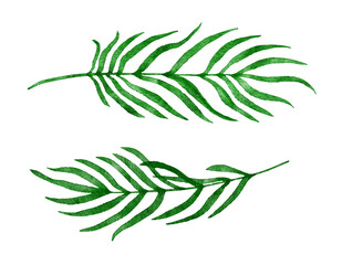 Watercolor hand drawn illustration of tropical plm leaves, green summer leaf design, isolated tree brach foliage greenery, exotic brigh plant decoration jungle forest art.
