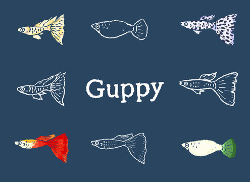 グッピー Images Browse 223 Stock Photos Vectors And Video Adobe Stock