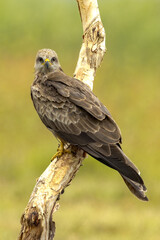 Black Kite in Queensland Australia