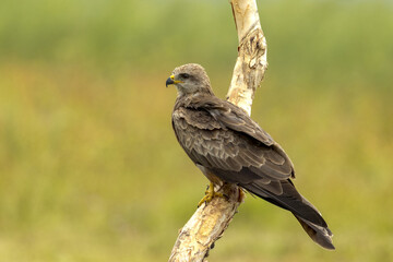Fototapeta premium Black Kite in Queensland Australia