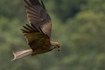 Black Kite in Queensland Australia