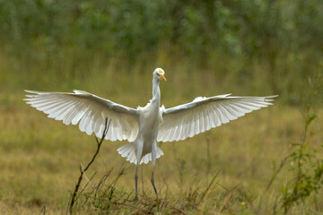 Cattle Egret in Queensland Australia