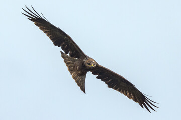 Black Kite in Queensland Australia
