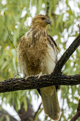 Whistling Kite in Queensland Australia