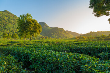 Fototapeta na wymiar Landscape of tea plantation in mountains
