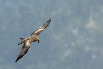 Black Kite in Queensland Australia