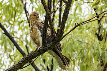 Whistling Kite in Queensland Australia