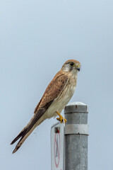 Australian Nankeen Kestrel in Queensland Australia