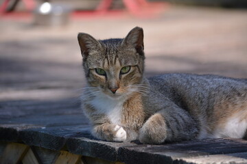 young tom cat relaxing on the porch