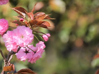 桜の花をアップ